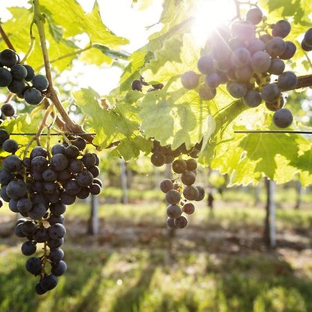 Weingut & Gastezimmer Edelmann Goettlesbrunn Bagian luar foto