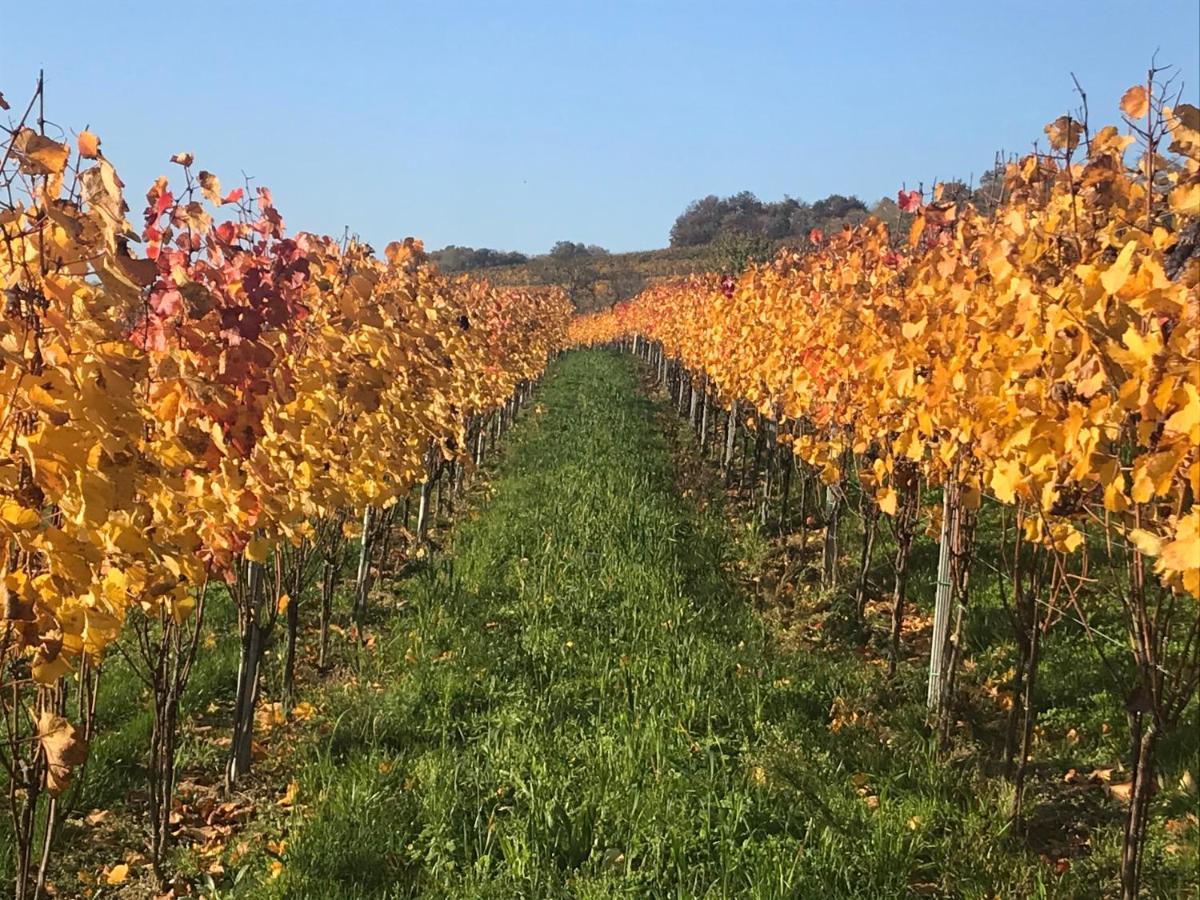 Weingut & Gastezimmer Edelmann Goettlesbrunn Bagian luar foto
