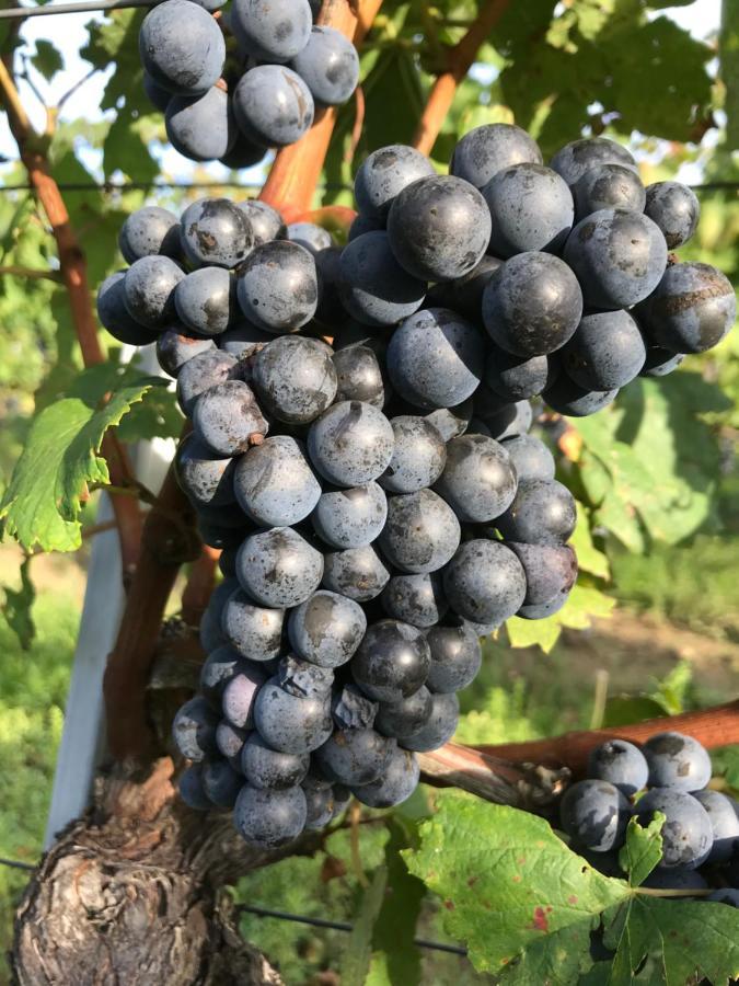 Weingut & Gastezimmer Edelmann Goettlesbrunn Bagian luar foto